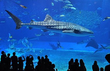 美ら海水族館